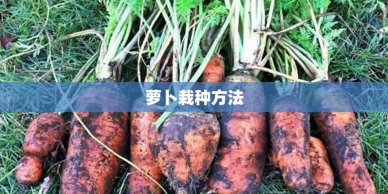萝卜栽种方法 萝卜栽种方法