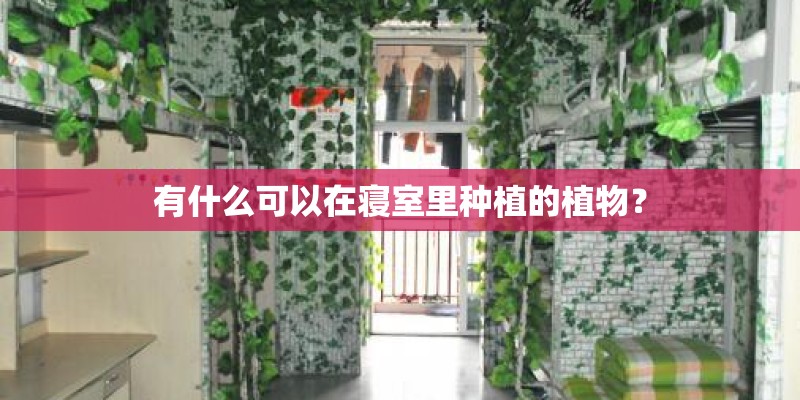 有什么可以在寝室里种植的植物？