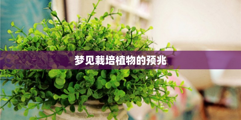 梦见栽培植物的预兆