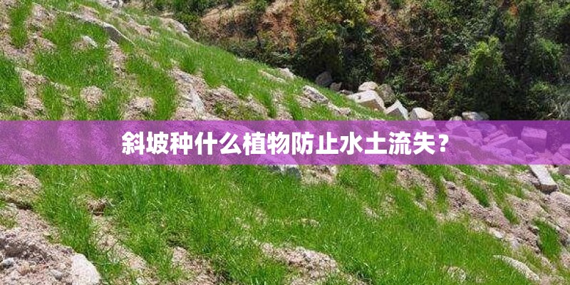 斜坡种什么植物防止水土流失？