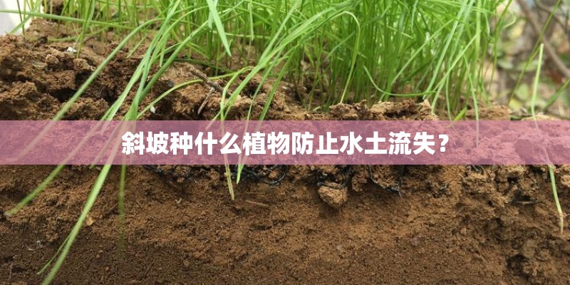 斜坡种什么植物防止水土流失? 斜坡种什么植物防止水土流失?