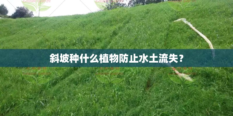斜坡种什么植物防止水土流失? 斜坡种什么植物防止水土流失?