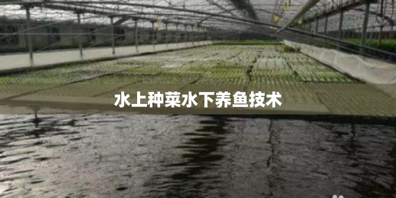 水上种菜水下养鱼技术 水上种菜水下养鱼技术