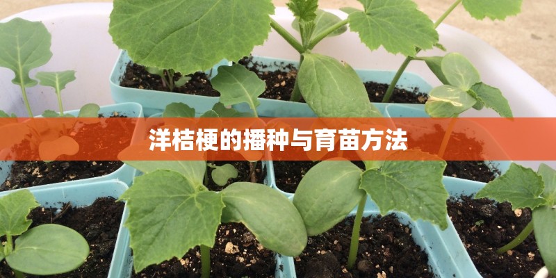 洋桔梗的播种与育苗方法 洋桔梗的播种与育苗方法
