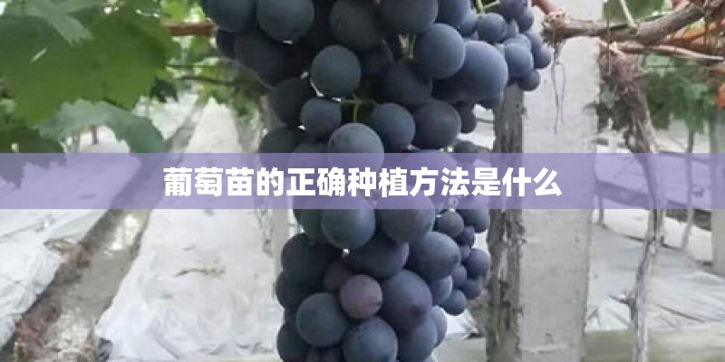 葡萄苗的正确种植方法是什么