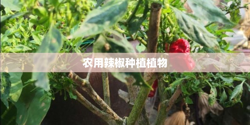 农用辣椒种植植物