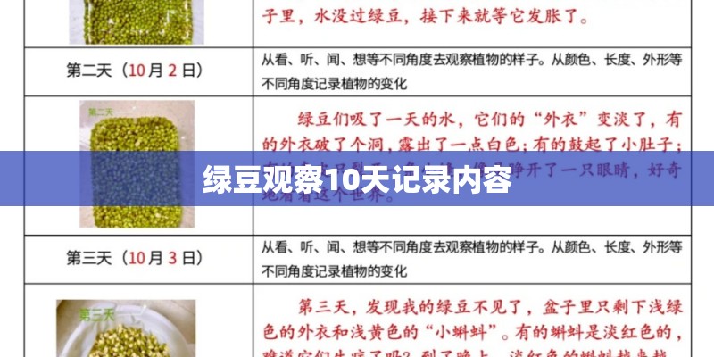 绿豆观察10天记录内容