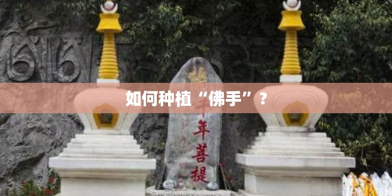 如何种植“佛手”? 如何种植“佛手”?