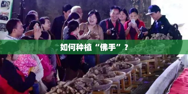 如何种植“佛手”? 如何种植“佛手”?