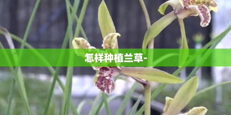 怎样种植兰草- 怎样种植兰草-