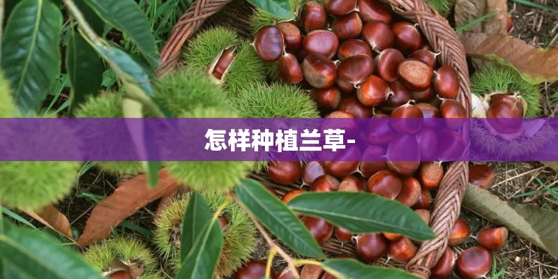 怎样种植兰草- 怎样种植兰草-