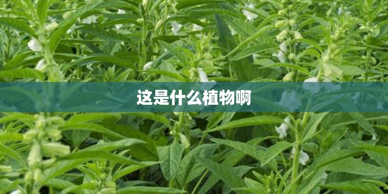 这是什么植物啊 这是什么植物啊