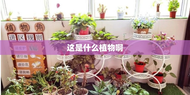 这是什么植物啊 这是什么植物啊