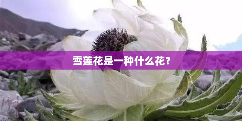 雪莲花是一种什么花? 雪莲花是一种什么花?
