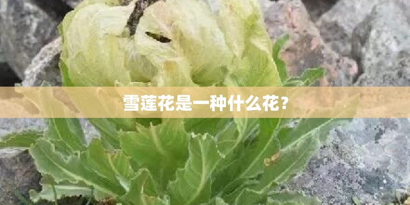 雪莲花是一种什么花? 雪莲花是一种什么花?