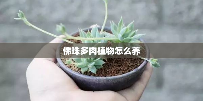 佛珠多肉植物怎么养