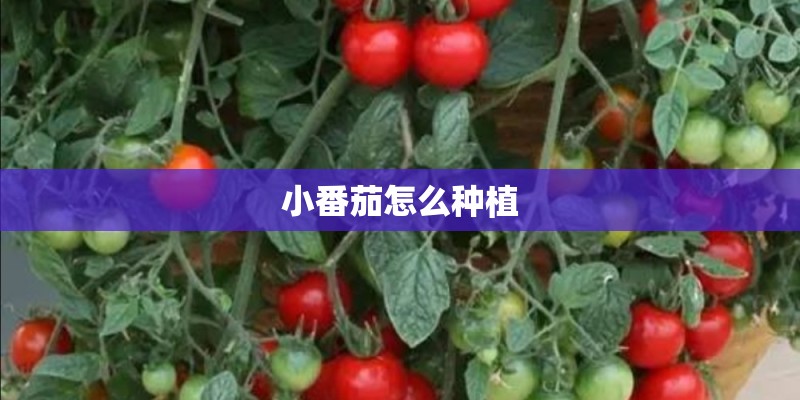 小番茄怎么种植 小番茄怎么种植