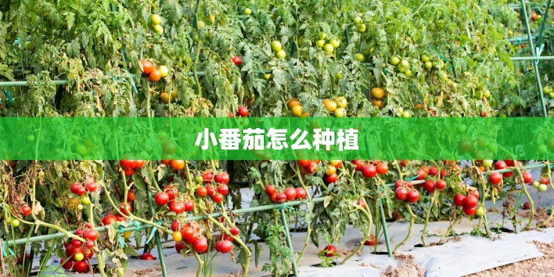 小番茄怎么种植 小番茄怎么种植