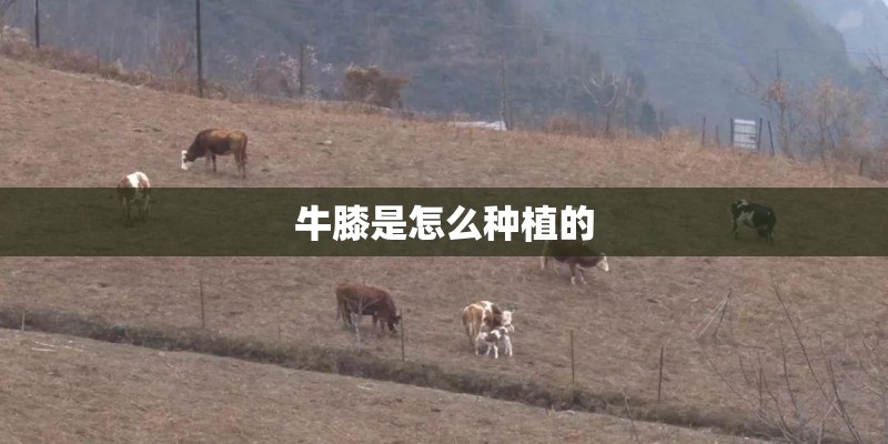 牛膝是怎么种植的 牛膝是怎么种植的