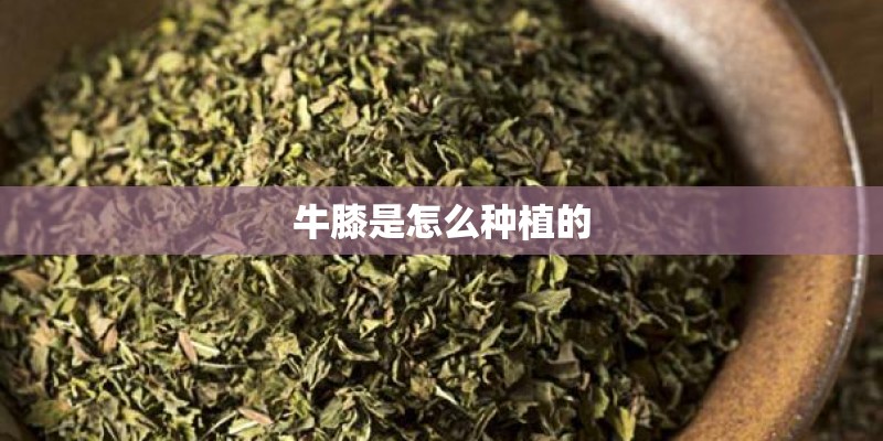 牛膝是怎么种植的 牛膝是怎么种植的