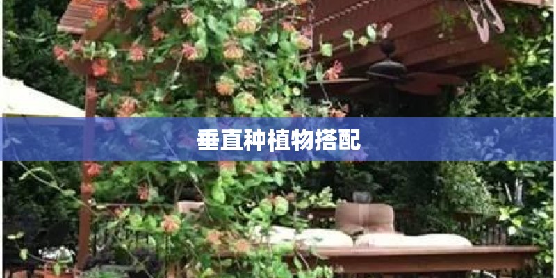 垂直种植物搭配