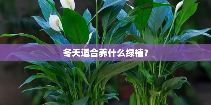 冬天适合养什么绿植？