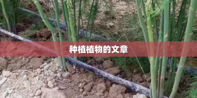种植植物的文章 种植植物的文章