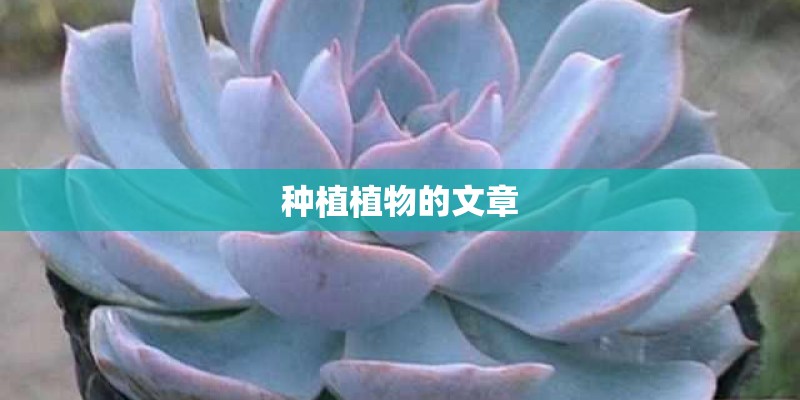 种植植物的文章 种植植物的文章