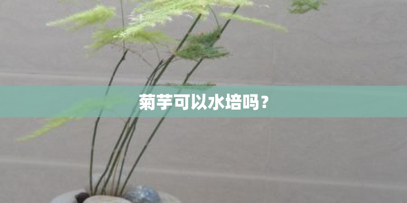 菊芋可以水培吗？