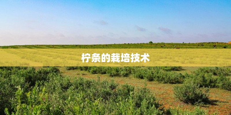 柠条的栽培技术 柠条的栽培技术
