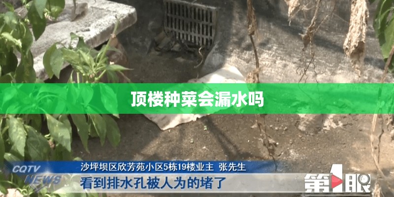 顶楼种菜会漏水吗 顶楼种菜会漏水吗