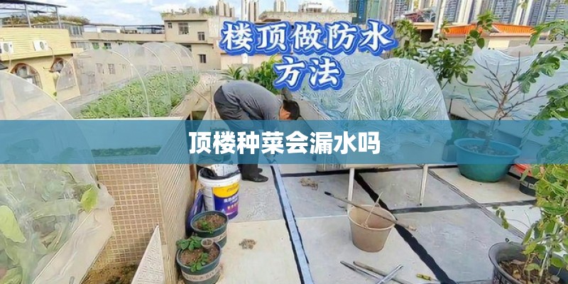 顶楼种菜会漏水吗 顶楼种菜会漏水吗
