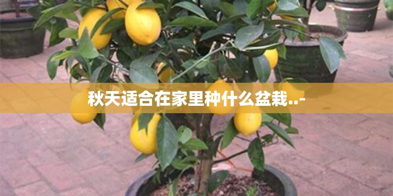 秋天适合在家里种什么盆栽..- 秋天适合在家里种什么盆栽..-