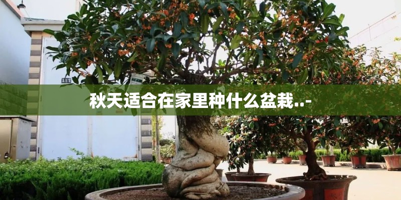 秋天适合在家里种什么盆栽..- 秋天适合在家里种什么盆栽..-