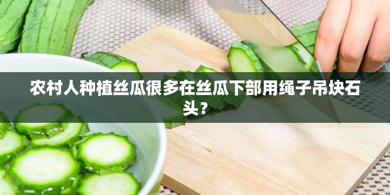 农村人种植丝瓜很多在丝瓜下部用绳子吊块石头? 农村人种植丝瓜很多在丝瓜下部用绳子吊块石头?