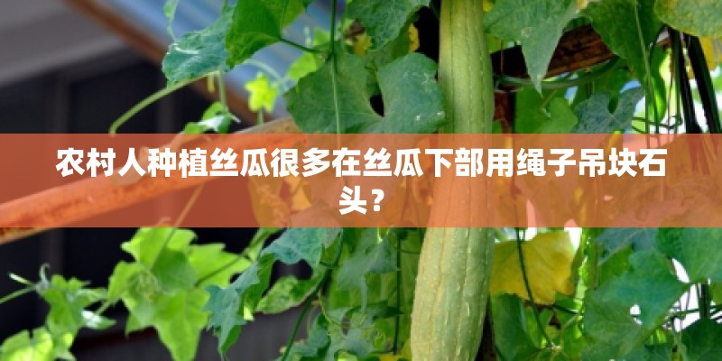农村人种植丝瓜很多在丝瓜下部用绳子吊块石头? 农村人种植丝瓜很多在丝瓜下部用绳子吊块石头?