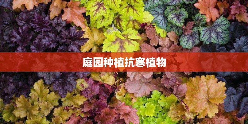 庭园种植抗寒植物 庭园种植抗寒植物