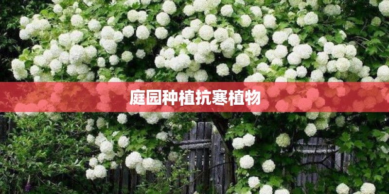 庭园种植抗寒植物 庭园种植抗寒植物