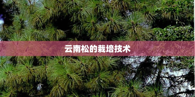 云南松的栽培技术 云南松的栽培技术