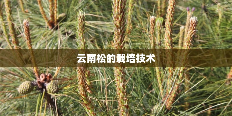 云南松的栽培技术 云南松的栽培技术