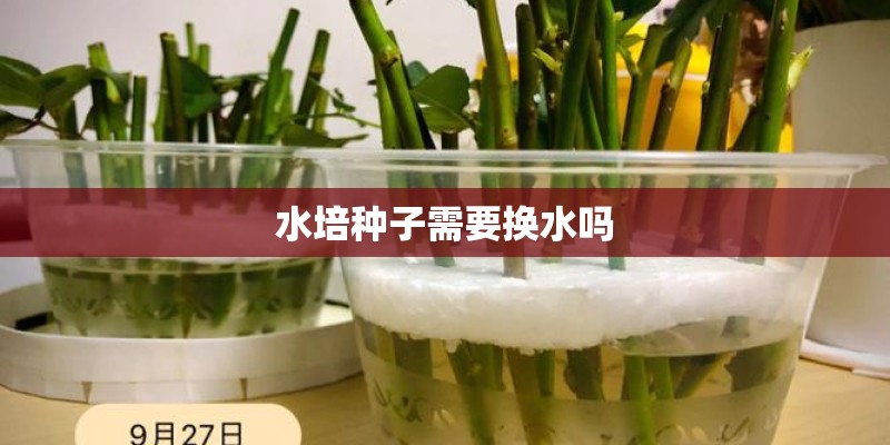 水培种子需要换水吗 水培种子需要换水吗