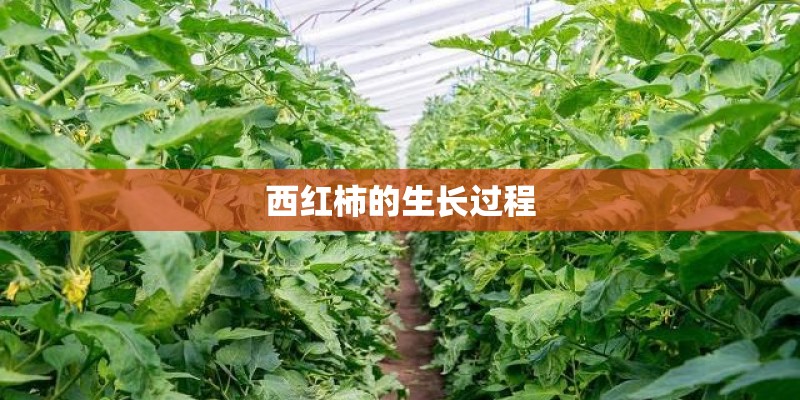 西红柿的生长过程 西红柿的生长过程