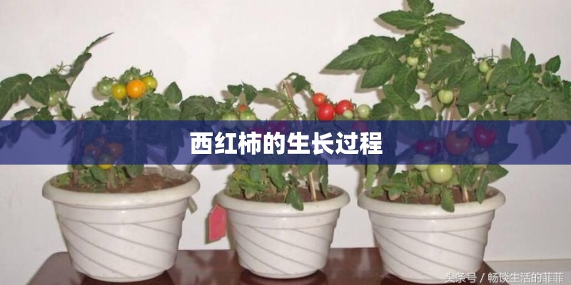 西红柿的生长过程 西红柿的生长过程
