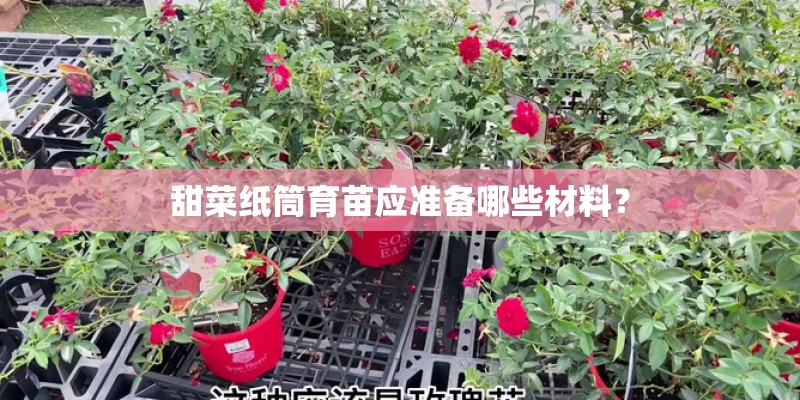 甜菜纸筒育苗应准备哪些材料? 甜菜纸筒育苗应准备哪些材料?
