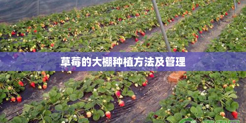 草莓的大棚种植方法及管理 草莓的大棚种植方法及管理