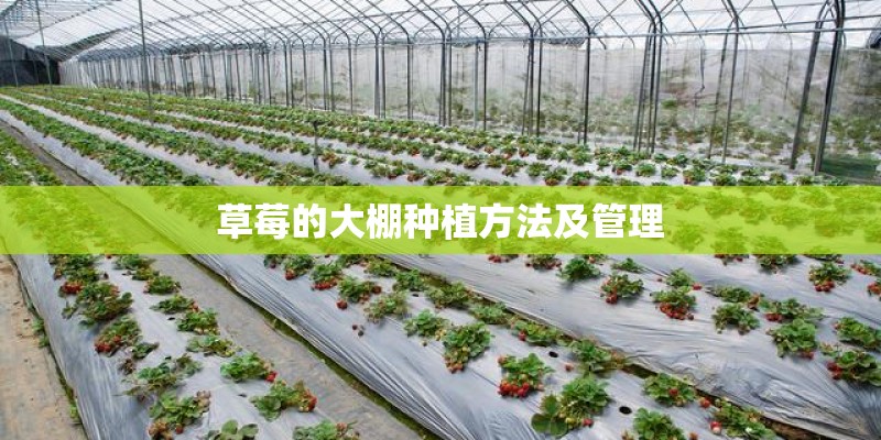 草莓的大棚种植方法及管理 草莓的大棚种植方法及管理