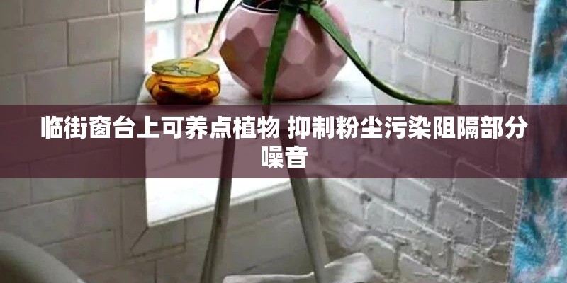 临街窗台上可养点植物 抑制粉尘污染阻隔部分噪音