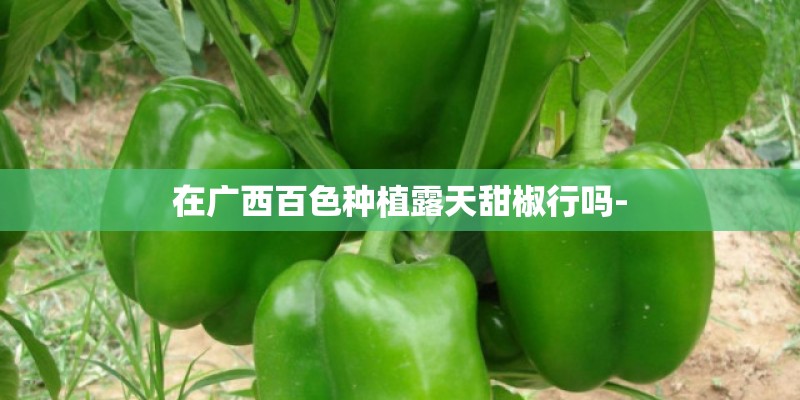 在广西百色种植露天甜椒行吗-