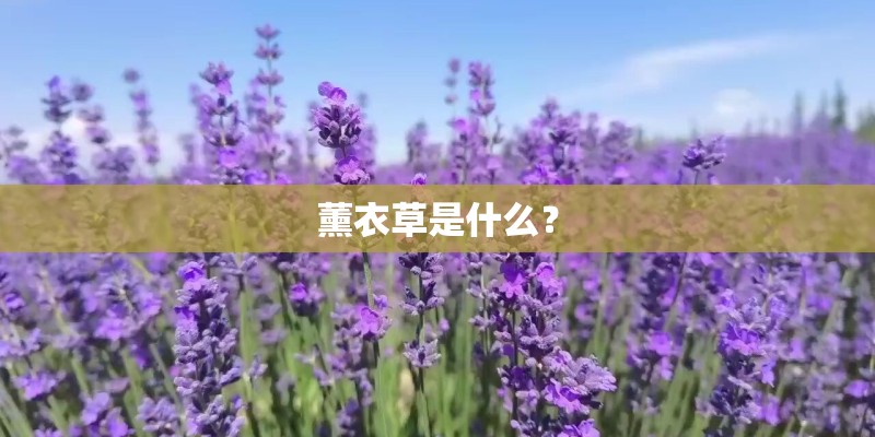 薰衣草是什么？