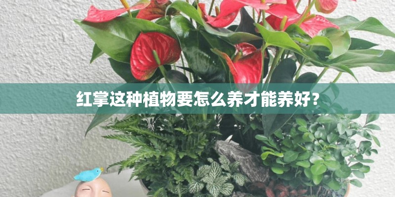 红掌这种植物要怎么养才能养好？